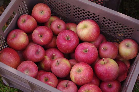 りんごの収穫.jpg