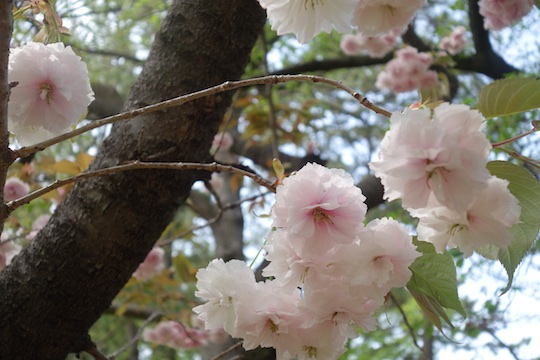 八重桜2.jpg