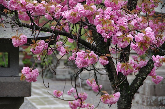 善光寺の桜.jpg