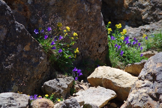 岩間の花.jpg