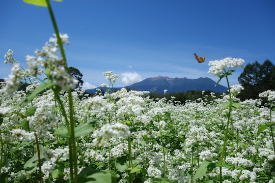 御嶽山とそばの花.jpg