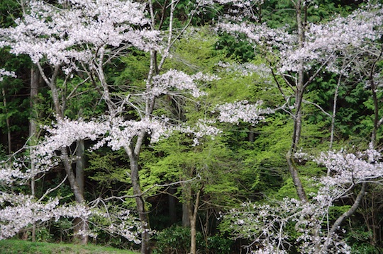 桜と緑.jpg