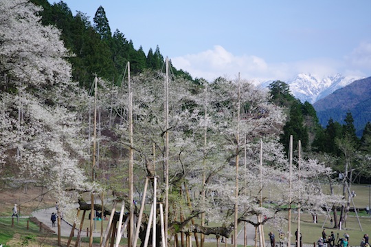 淡墨桜と雪山.jpg