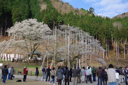 淡墨桜を囲む人々.jpg