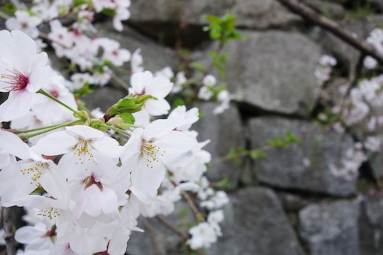 石垣と桜.jpg